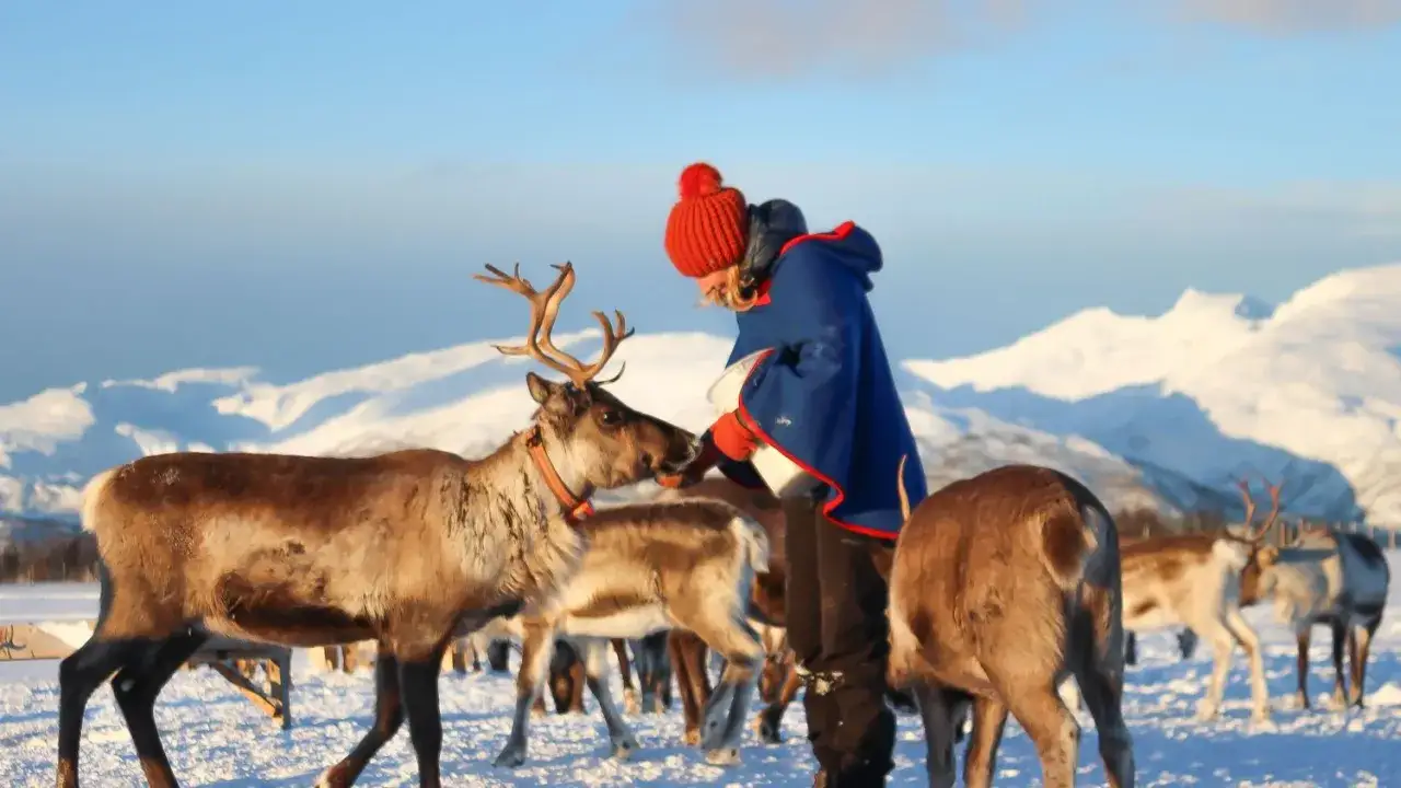 En person i röd mössa och blå kappa matar renar i snöig svensk fjällmiljö.