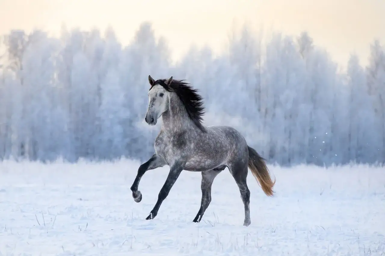 Ein elegantes **Pferd Spanier** galoppiert durch verschneite Landschaft, die Bäume im Hintergrund sind mit Frost bedeckt.