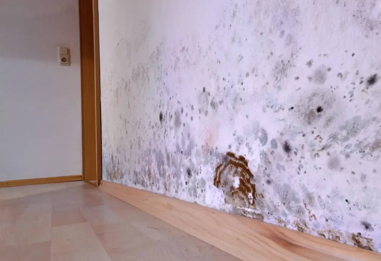 Un coin de mur blanc envahi par une moisissure noire et grise. Le bois noirci de la plinthe et du chambranle contraste avec le sol clair.