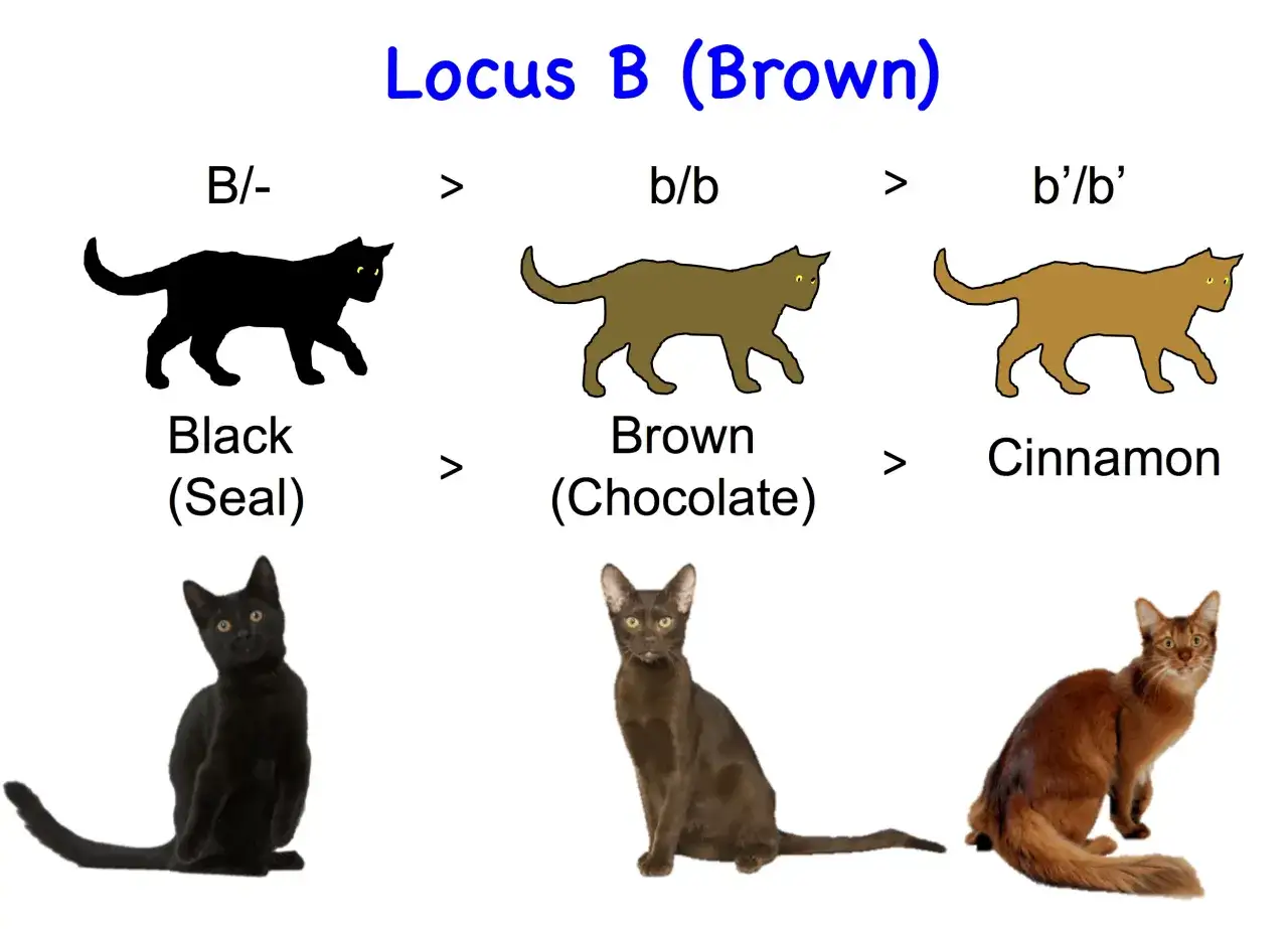 Genetic chart showing black, brown (chocolate), and cinnamon cats. Brown cats are not rare, they are a result of the b/b gene.