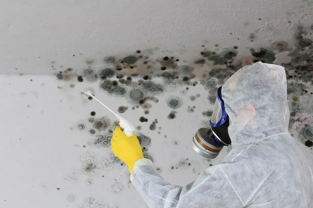 Persona in tuta protettiva e maschera spruzza un prodotto su una parete ricoperta di muffa, causa di allergie.