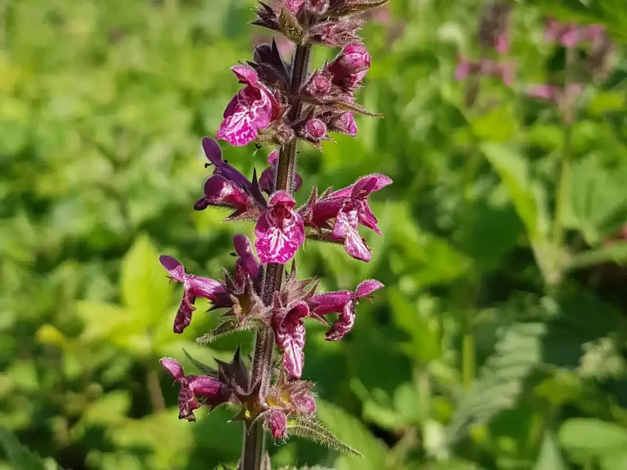 Eine zarte, violette Bl&uuml;te des wald ziest im Sonnenlicht, umgeben von gr&uuml;nem Laub.
