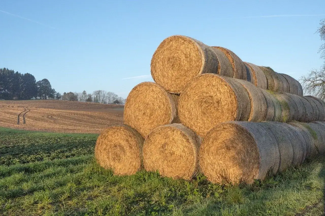 St&oacute;g słomy na polu. Zastanawiasz się, ile waży balot słomy? Te okrągłe bele czekają na transport.