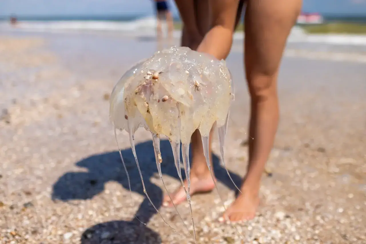 Una persona tiene in mano una medusa trasparente sulla spiaggia. Le sue tentacoli pendono, mostrando perché le meduse pungono.
