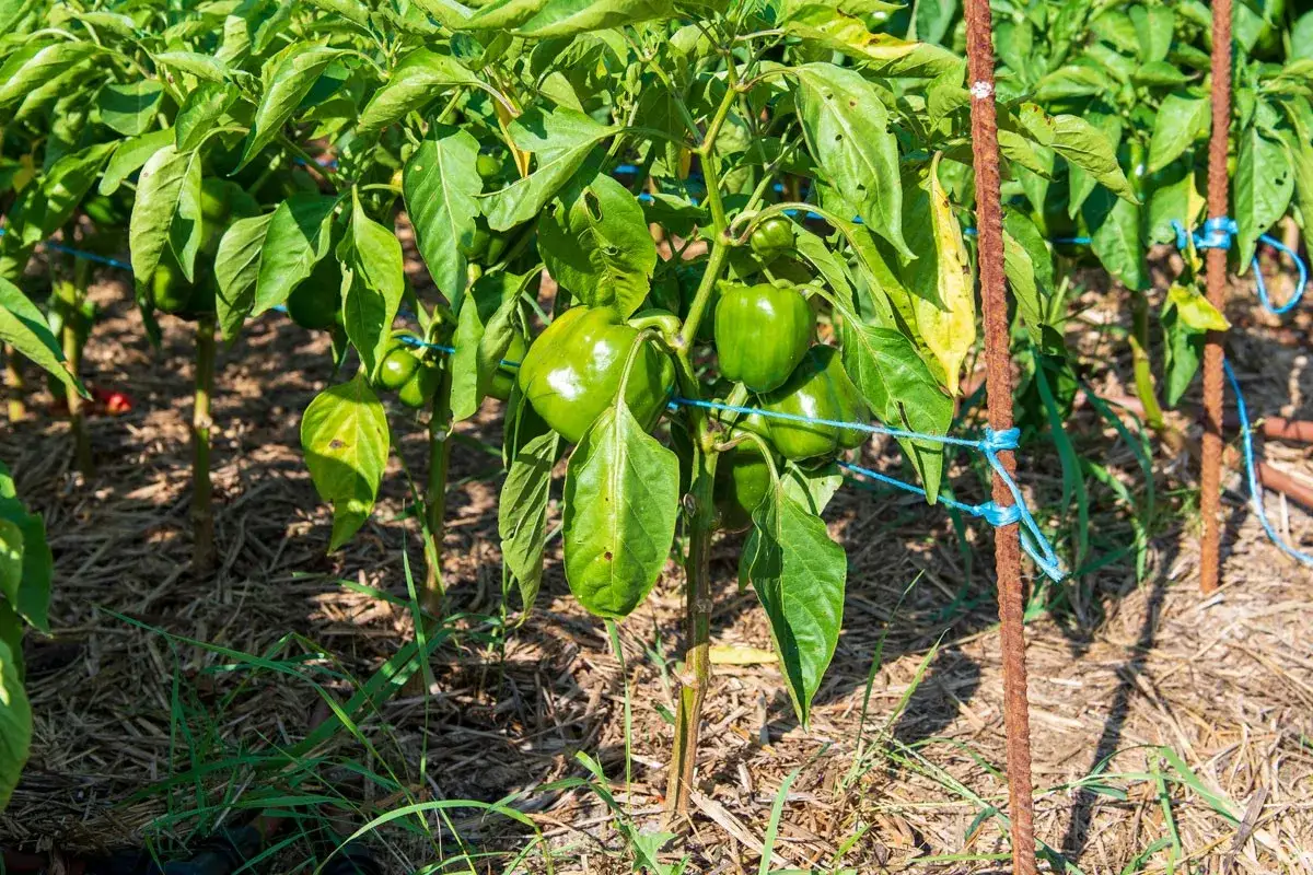 Des poivrons verts mûrs sur des plants soutenus par des tuteurs. Une image parfaite pour illustrer comment planter des poivrons et obtenir une belle récolte.