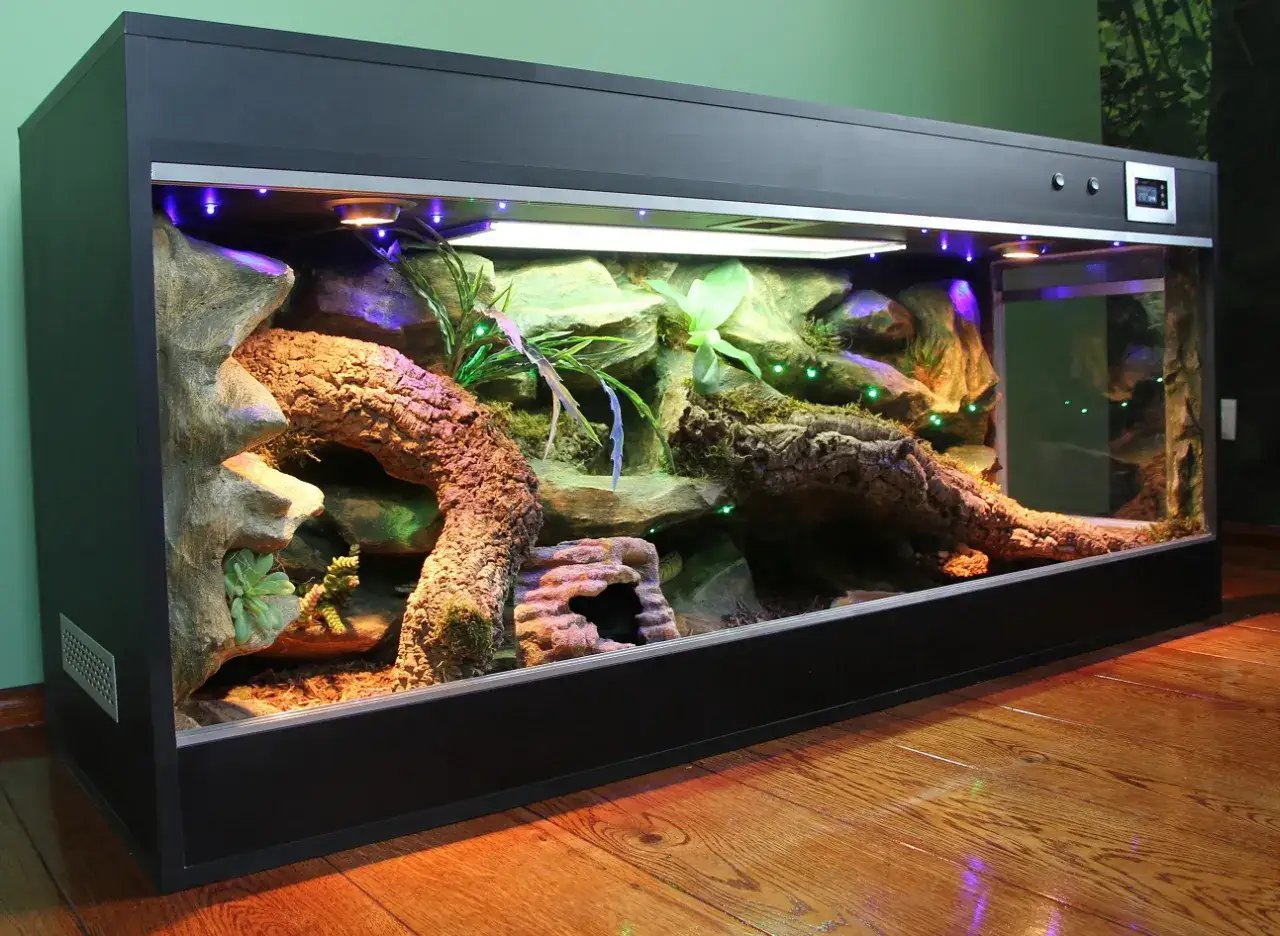 wystrój terrarium dla pytona królewskiego