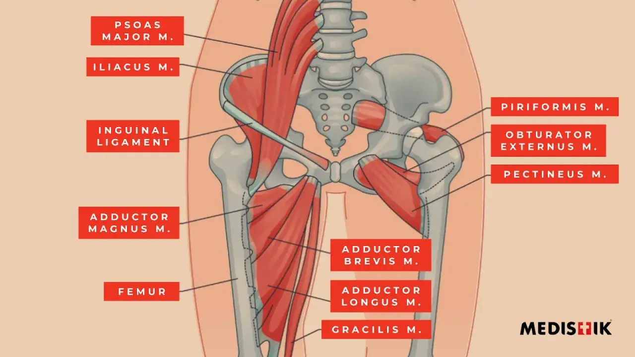 Anatomia mięśni miednicy i uda: iliopsoas, mięsień gruszkowaty, przywodziciele. Mięsień biodrowo-lędźwiowy i inne.