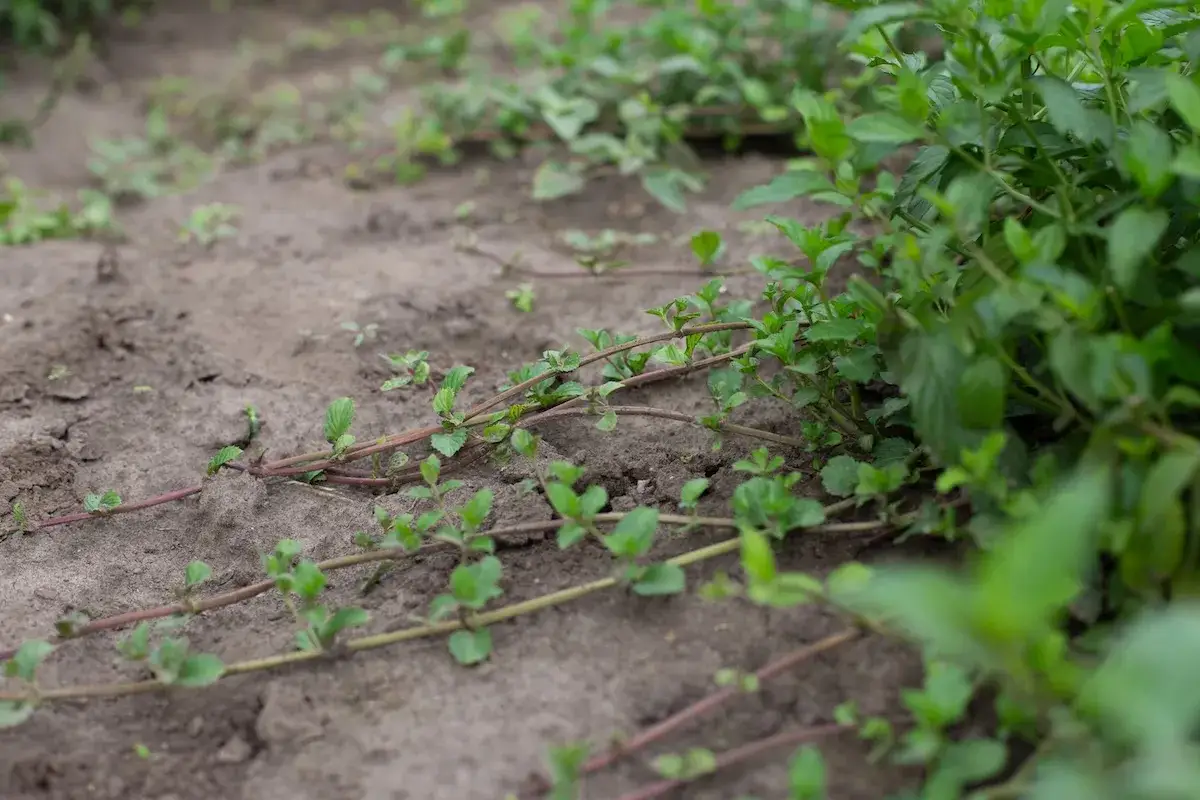Zielona mięta płoży się po ziemi, tworząc gęsty dywan.