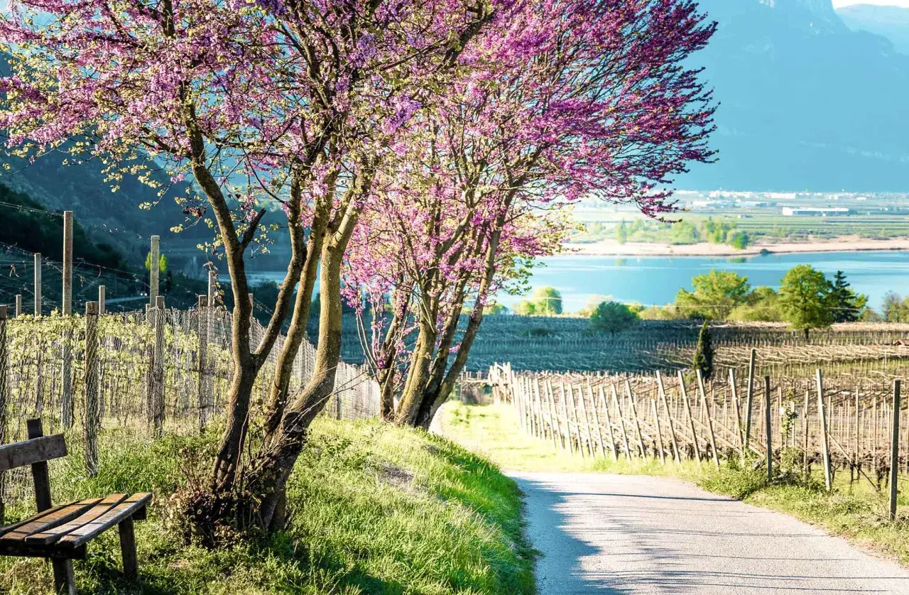 Bl&uuml;hende B&auml;ume s&auml;umen einen Weg zum Kalterer See. Eine Bank l&auml;dt zum Verweilen ein, w&auml;hrend Weinreben sich im Hintergrund erstrecken.