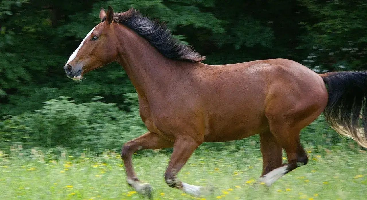 Braunes Warmblut-Pferd galoppiert über eine blühende Wiese.