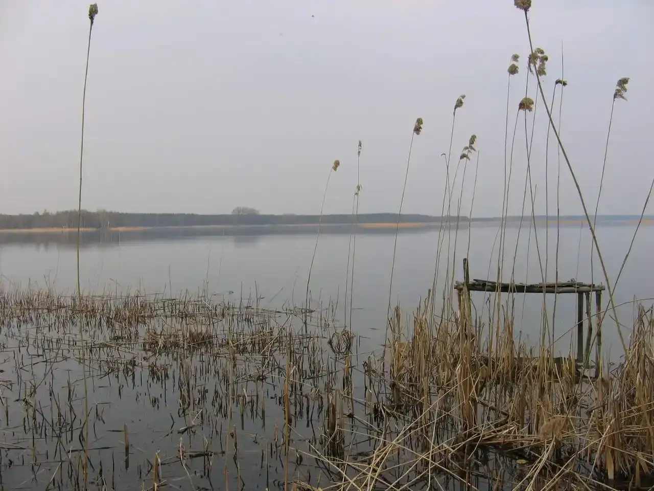 Spokojne jezioro szczutowskie o poranku, z trzcinami na pierwszym planie i drewnianym pomostem.
