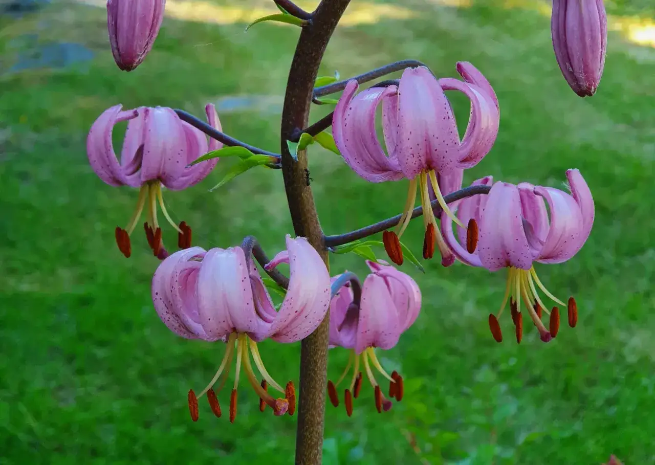 Rosa krollilja, en vacker men invasiv art, blommar med sina karaktäristiska böjda kronblad och mörka prickar.