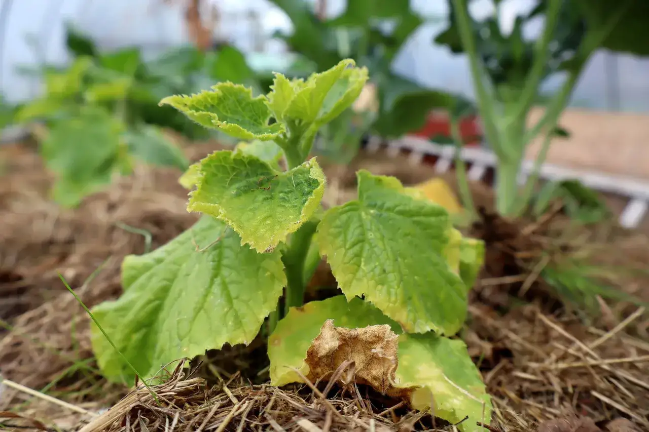 En ung gurkplanta med gula blad, som om den behöver lite extra kärlek.