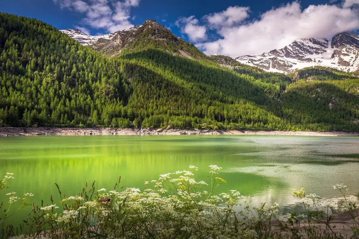 Lago alpino smeraldo con montagne boscose e cime innevate. Un angolo di natura da scoprire tra le meraviglie da vedere in Piemonte.