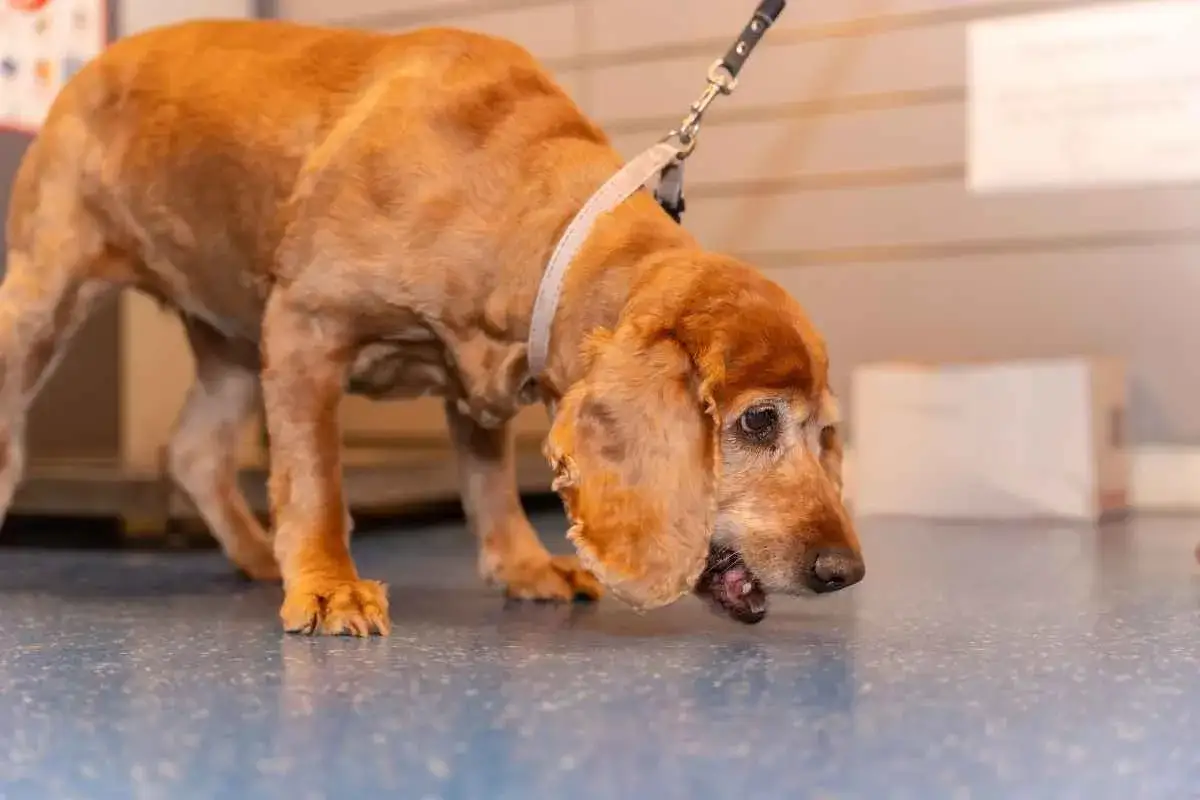 Perro con pelaje naranja, con la cabeza agachada y la boca abierta, parece enfermo. La gastritis puede ser grave, incluso un perro puede morir por gastritis.