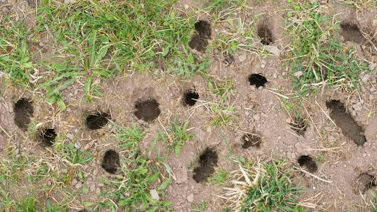 Dziury w ziemi i trawie świadczą o obecności nornic. Jak się pozbyć tych szkodników? Zastanów się nad naturalnymi metodami.