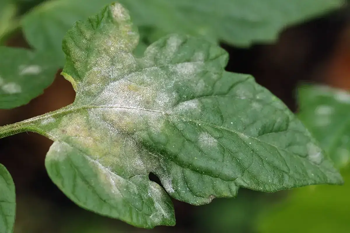 Feuille de tomate atteinte d'oïdium, signe qu'un traitement est nécessaire pour sauver la plante.