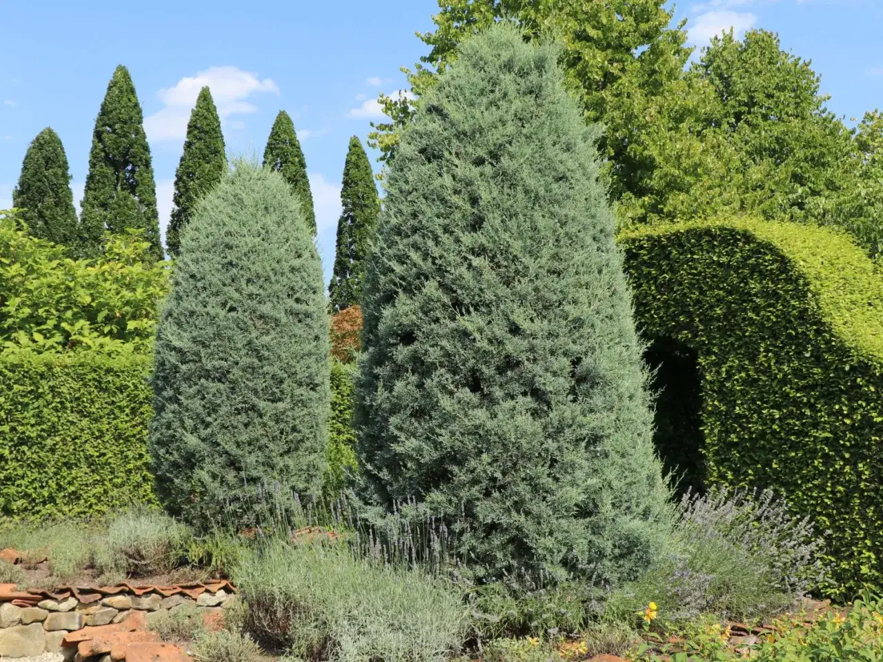 Hohe, schlanke Zypressen im Garten, umgeben von Lavendel und Buchsbaumhecken.