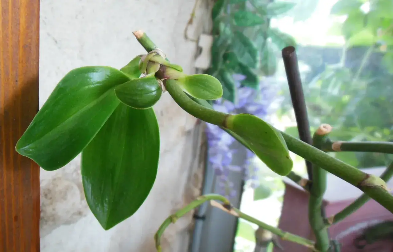 Une bouture d'orchid&eacute;e montre de nouvelles feuilles vertes et des bourgeons prometteurs, signe de croissance.