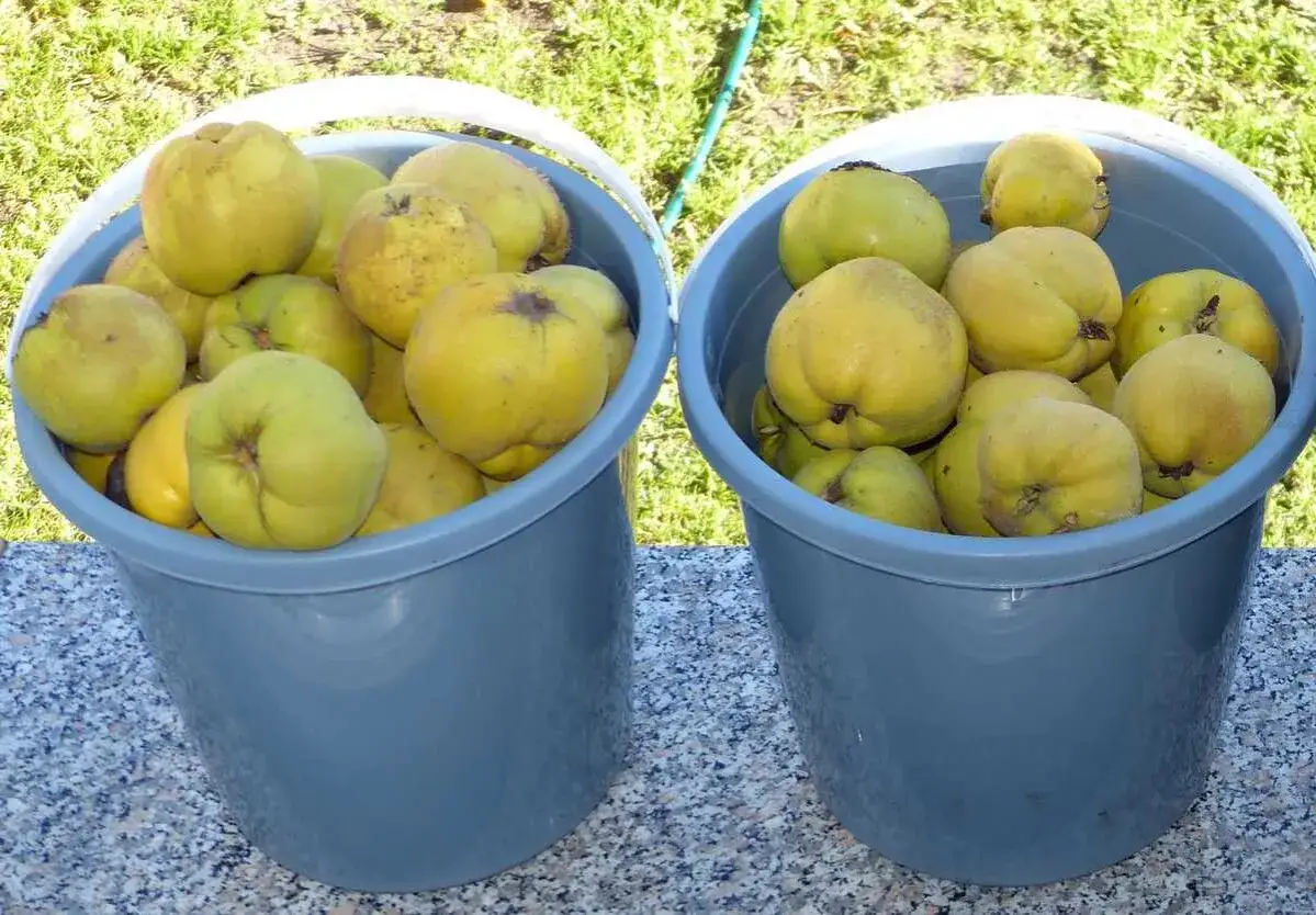 Zwei graue Eimer voller gelber Quitten. Sie duften aromatisch und versprechen, wie schmeckt Quitte, ein k&ouml;stliches Erlebnis.