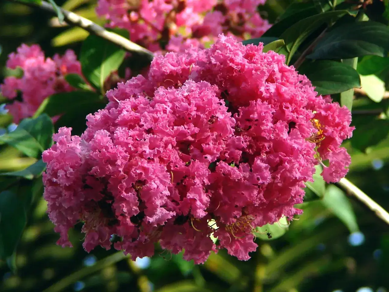 Kwitnąca lagerstroemia, dowód na udaną lagerstroemia uprawa w Polsce. Jej puszyste, różowe kwiaty zachwycają latem.