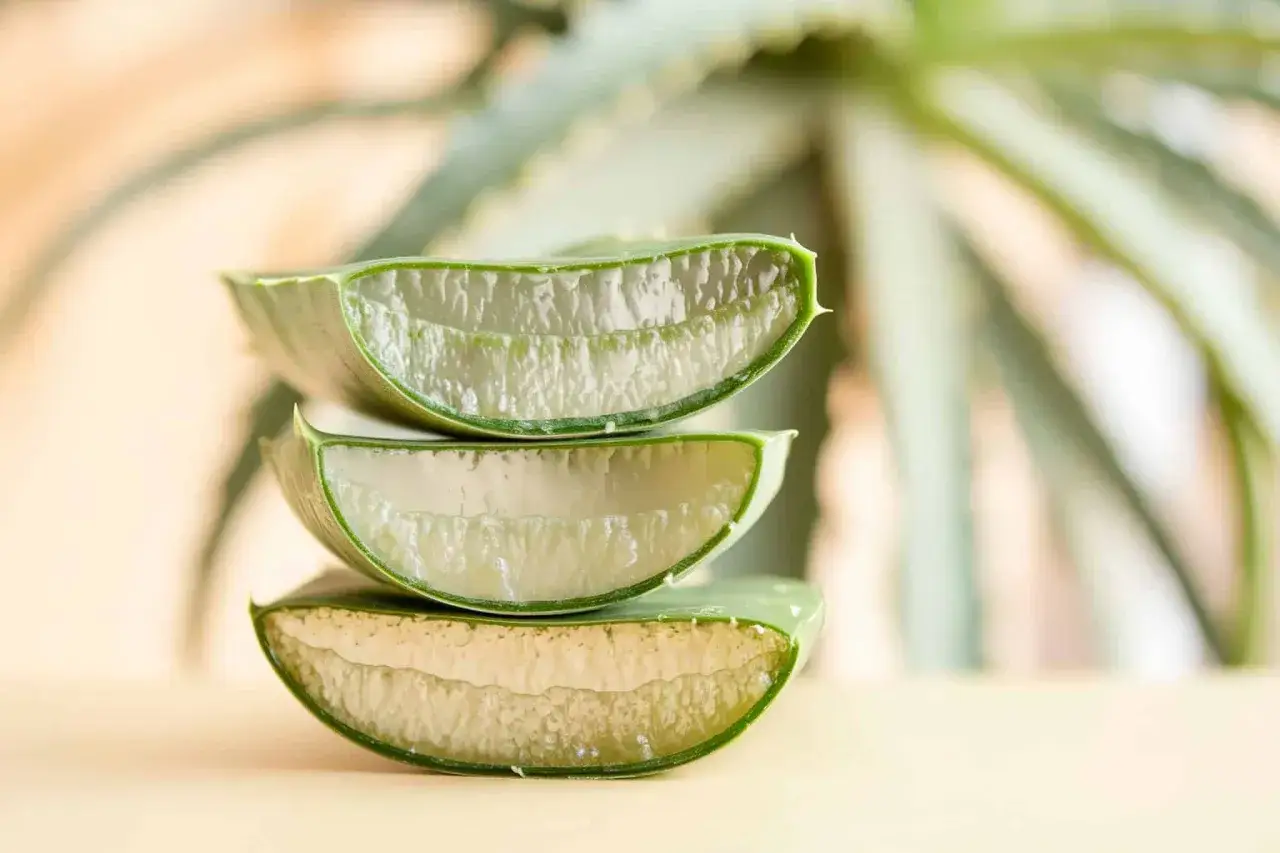 Drei Scheiben Aloe Vera liegen übereinander. Das Gel im Inneren zeigt die feuchtigkeitsspendende aloe vera gel wirkung.