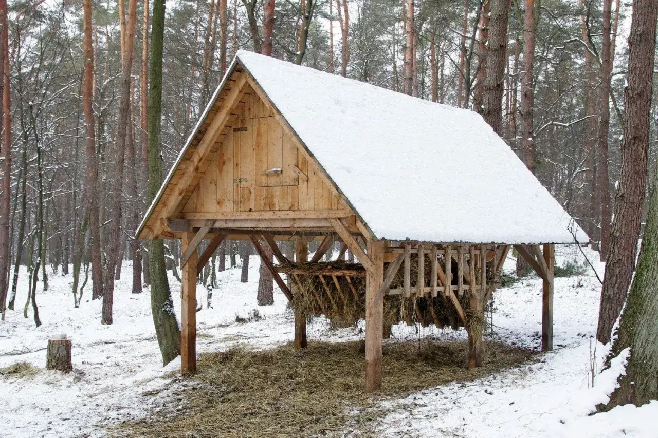 Zima w lesie śnieg mróz zwierzęta
