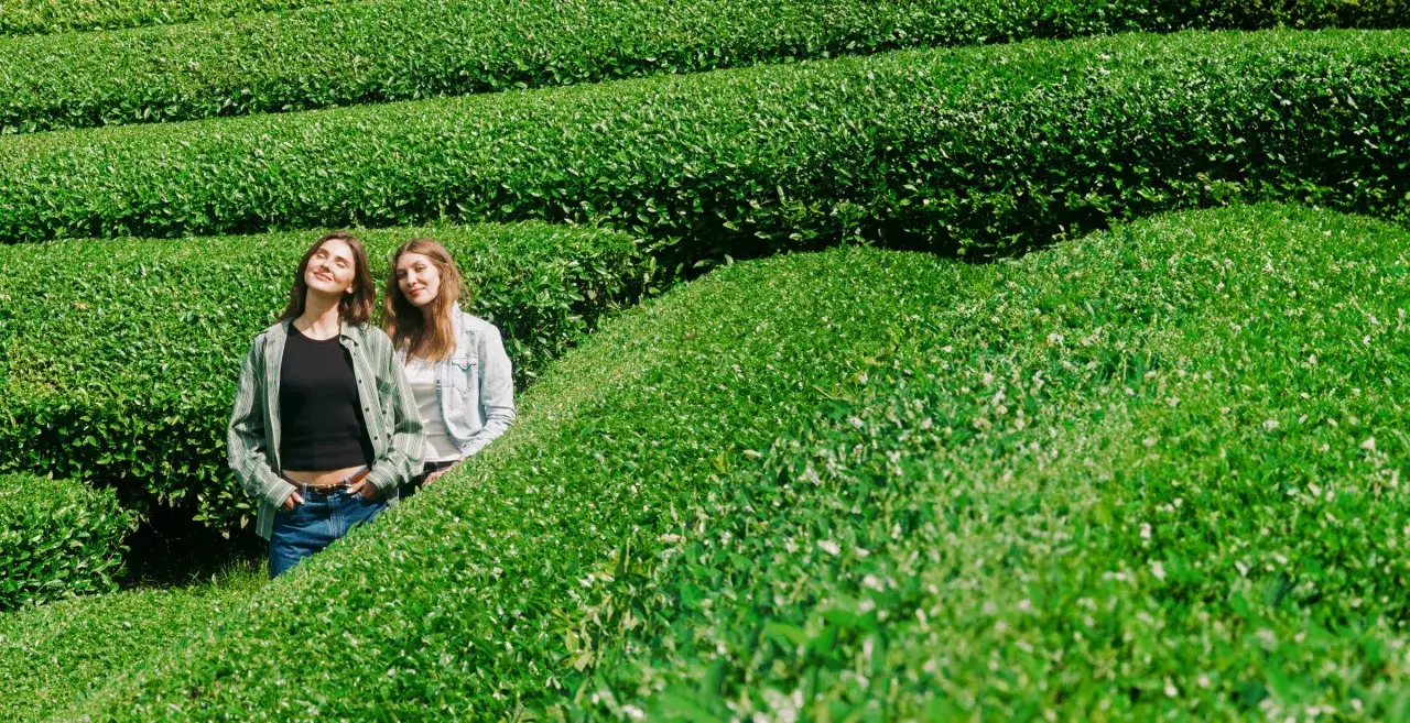 Plantacja herbaty matcha zacienianie