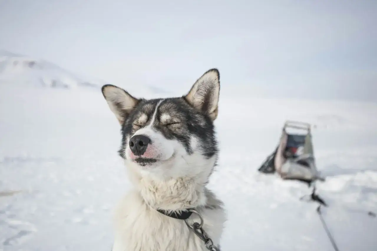 Uśmiechnięty husky do adopcji, z przymkniętymi oczami, w śnieżnym krajobrazie. Czeka na nowy dom.