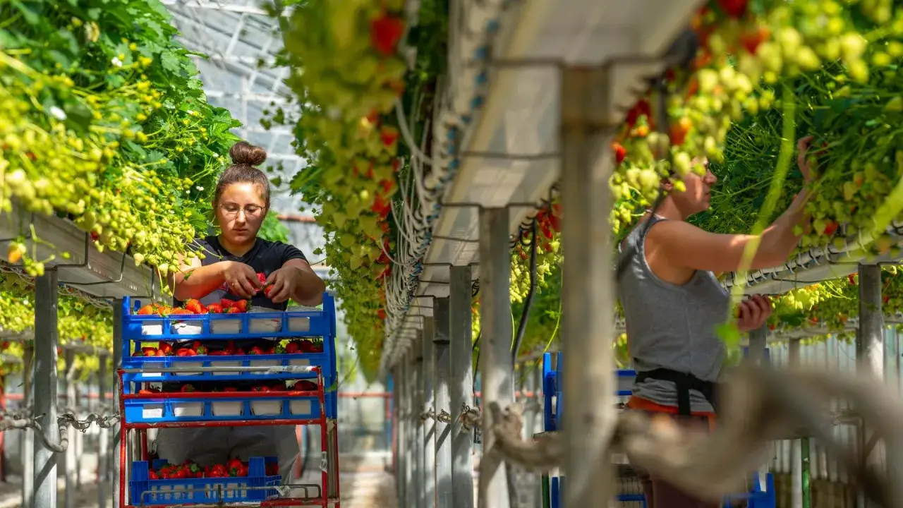 Saisonarbeiter in der Landwirtschaft ernten Erdbeeren in einem Gewächshaus. Die Frauen pflücken die roten Früchte und legen sie in blaue Kisten.