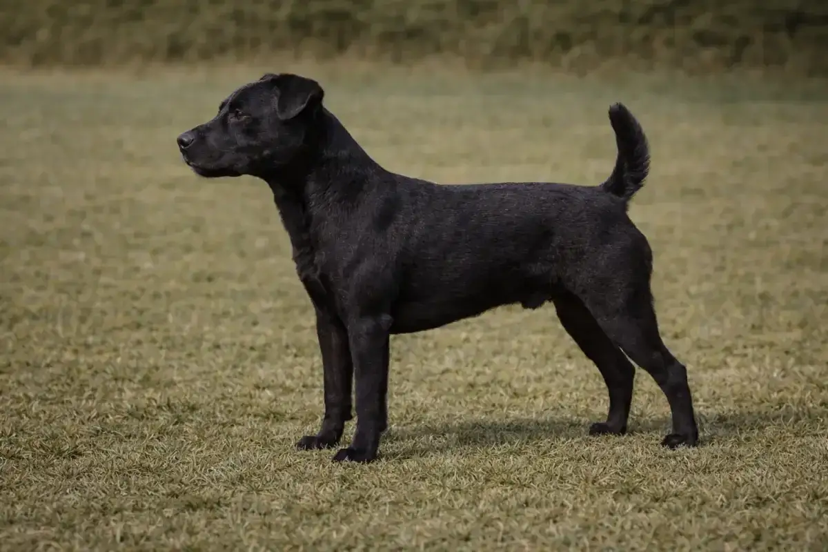 Ein schwarzer Patterdale Terrier steht auf einer grünen Wiese und blickt aufmerksam nach links.