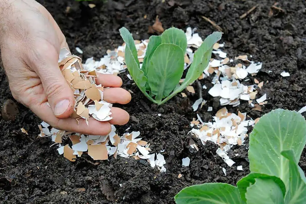 Main d'une personne ajoutant des morceaux de coquille d'œuf concassée autour d'un jeune plant de chou dans un jardin. Un geste naturel pour enrichir le sol.