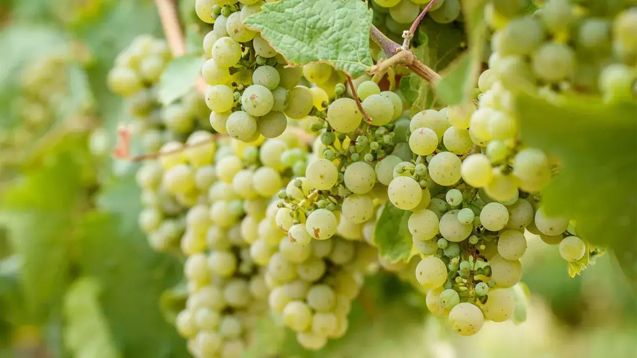 Reife, gr&uuml;ne Trauben der Vitis vinifera h&auml;ngen an einem sonnenbeschienenen Rebstock.