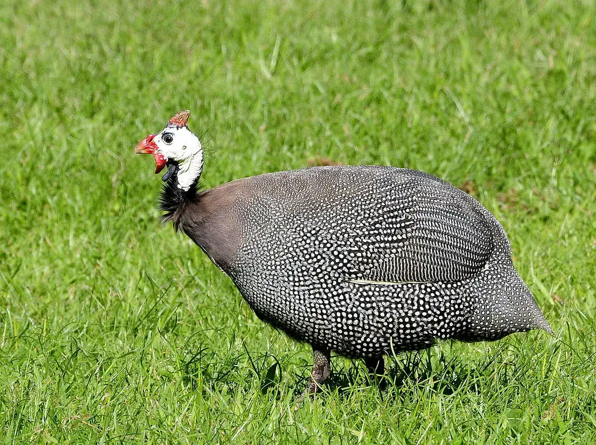Pintade &agrave; t&ecirc;te rouge, un type de volaille au plumage mouchet&eacute;, se prom&egrave;ne dans l'herbe verte.