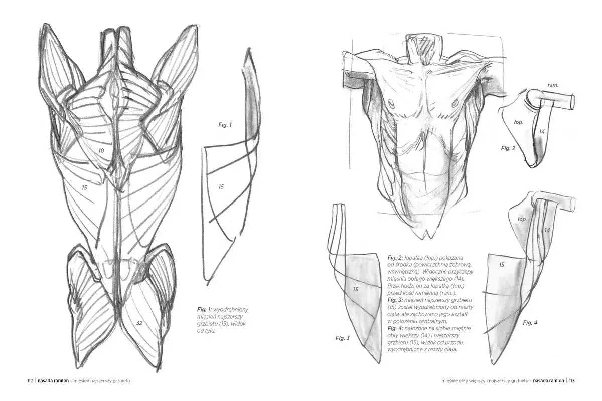student rysuje schematy anatomiczne
