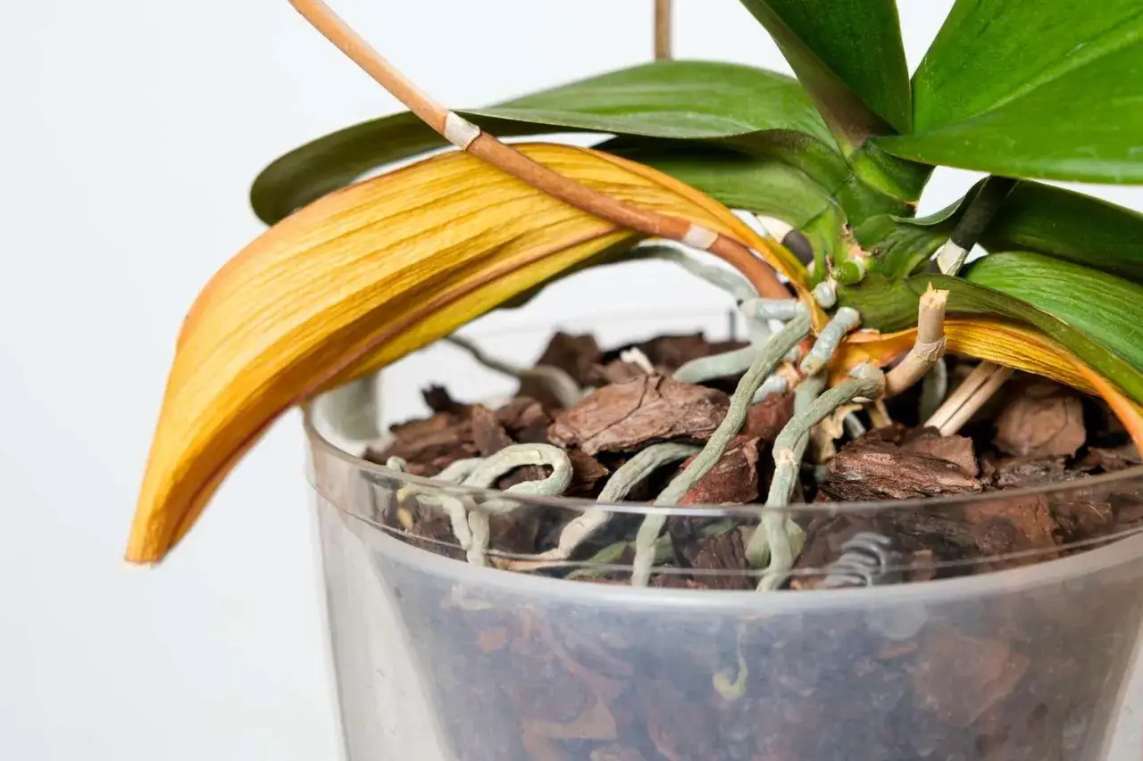 En orkidé med ett gult blad som börjar vissna. Rötterna är synliga i den genomskinliga krukan.