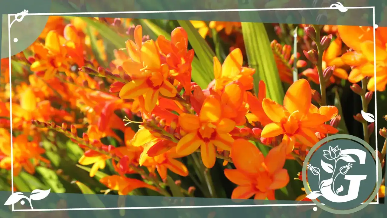 Leuchtend orangefarbene Bl&uuml;ten von montbretien winterhart im Sonnenlicht.