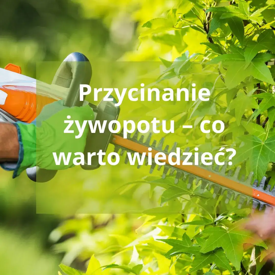 Zdjęcie Jak przycinać żywopłot skutecznie i uniknąć najczęstszych błędów