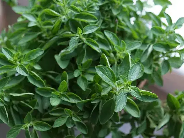 Zdjęcie Oregano kiedy zbierać – poznaj najlepszy czas na zbiór aromatycznych liści