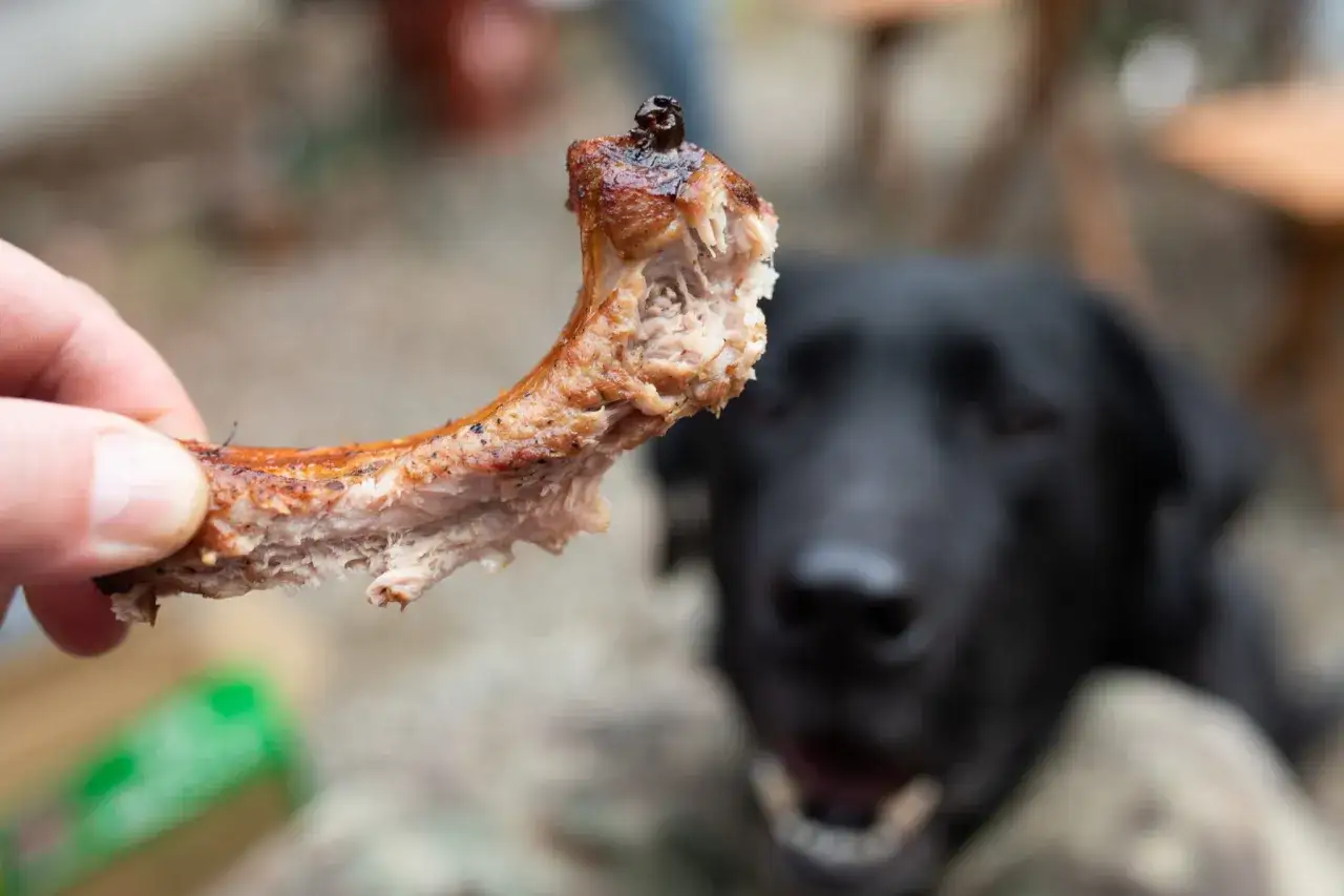 En hand håller upp ett saftigt kycklingben. I bakgrunden tittar en hungrig hund med öppen mun.