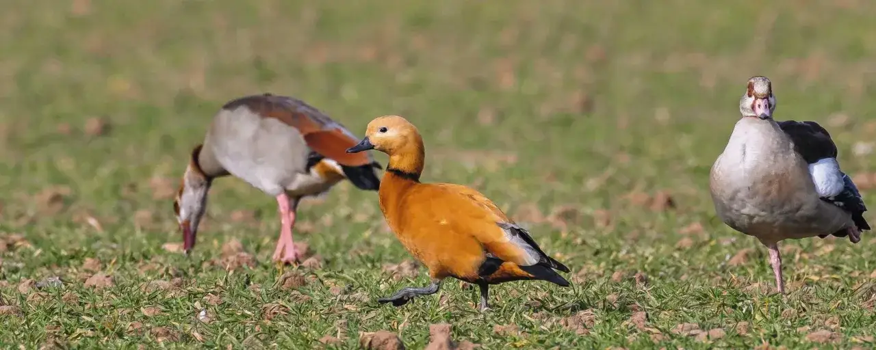 Drei Nilgänse auf einer Wiese. Eine orangefarbene Gans im Vordergrund, zwei graue im Hintergrund. Die Jagdzeit für Nilgänse in Bayern ist eine sensible Angelegenheit.