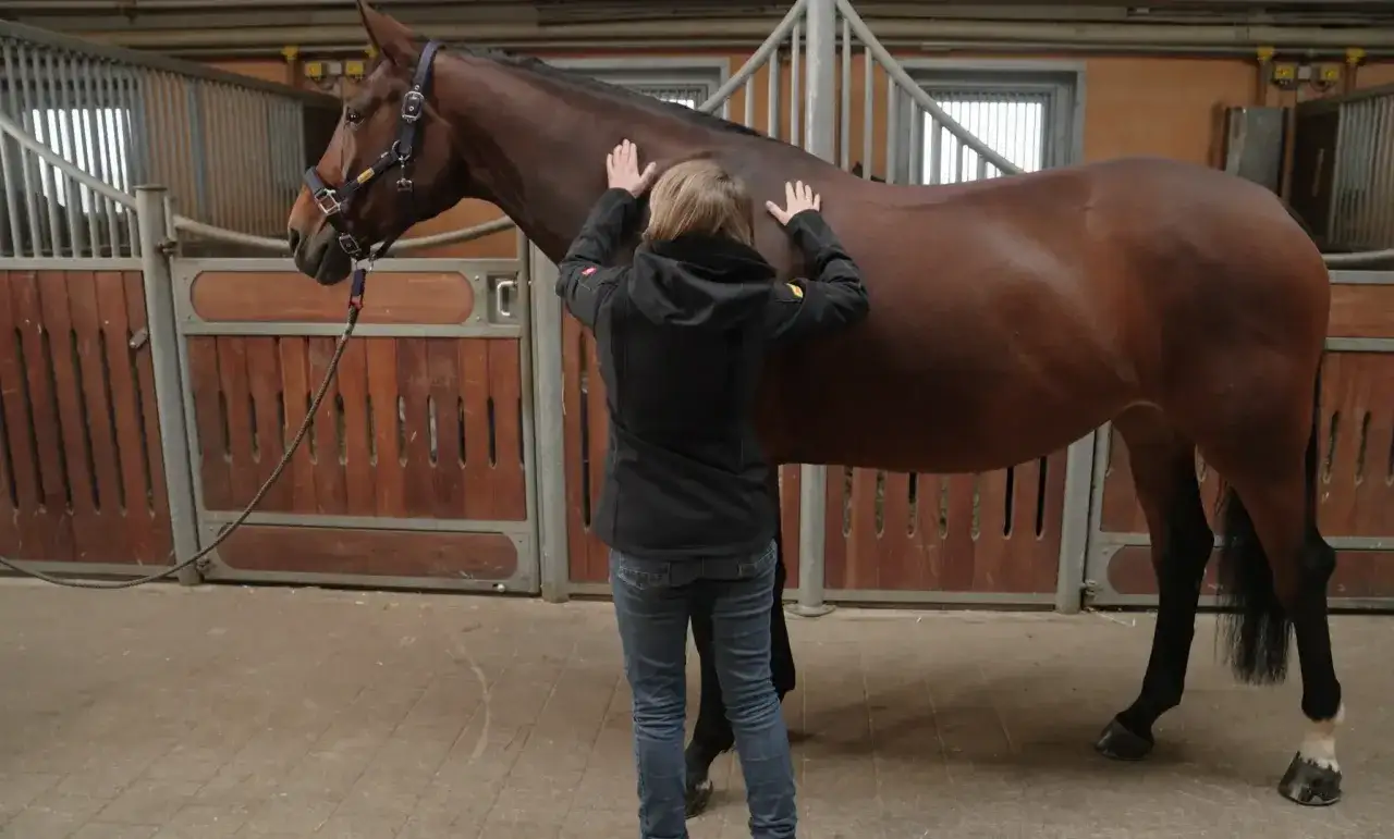 Ein braunes Pferd steht in einer Stallbox. Eine Person legt die Hände auf den Rücken des Pferdes, das leicht zittert.