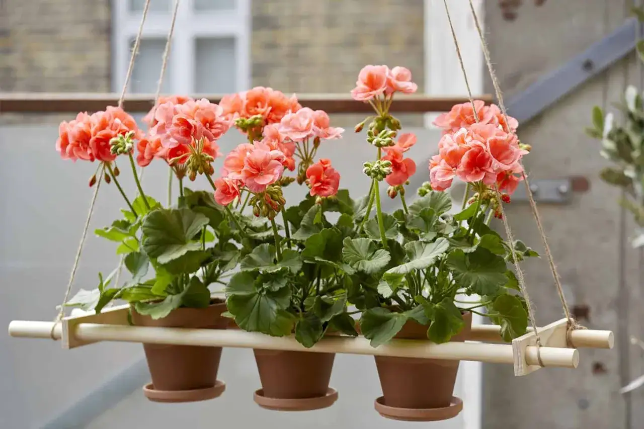 Fioriera fai da te con gerani rosa acceso, appesa con corde. Un tocco di colore per il balcone.