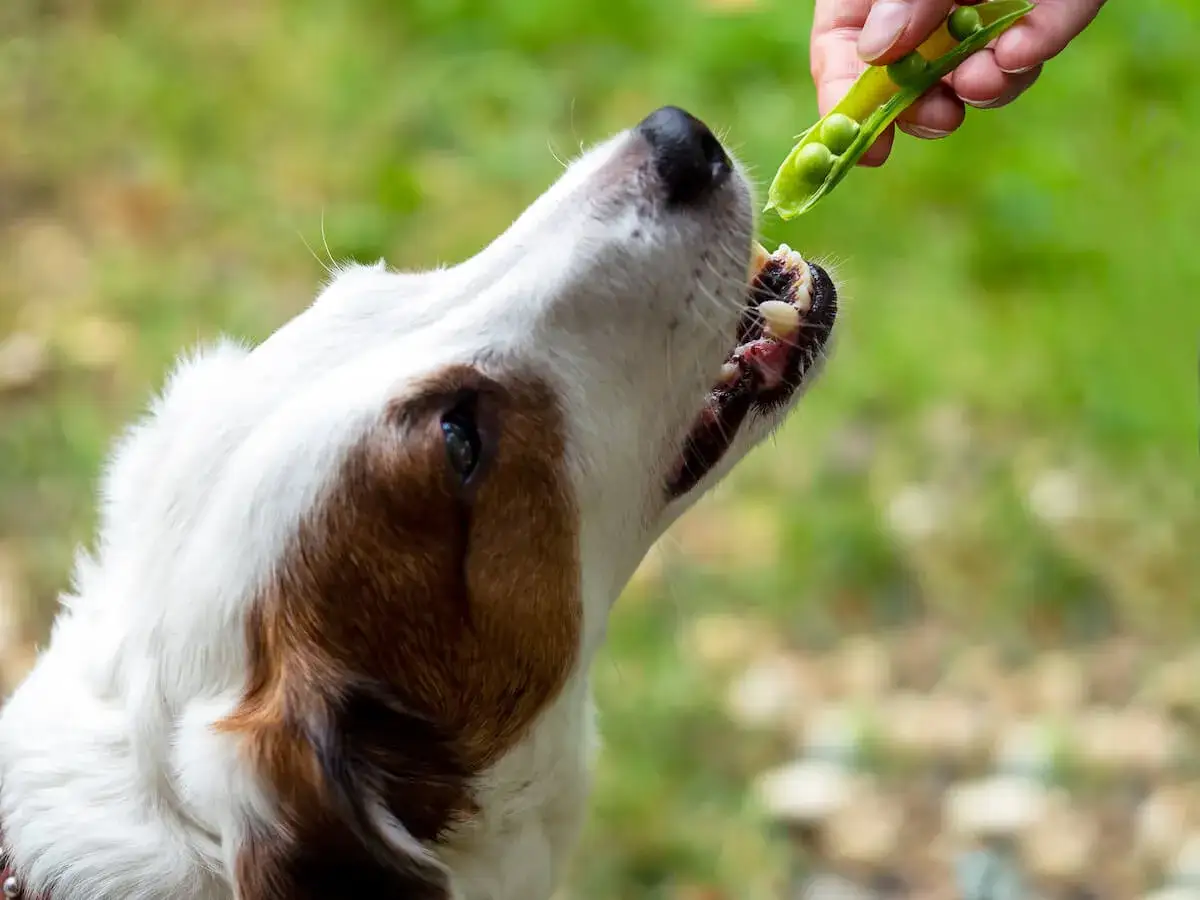 Un perro blanco y marr&oacute;n con la boca abierta, listo para comer guisantes de una vaina que le ofrece una mano. &iexcl;S&iacute;, los perros pueden comer guisantes!