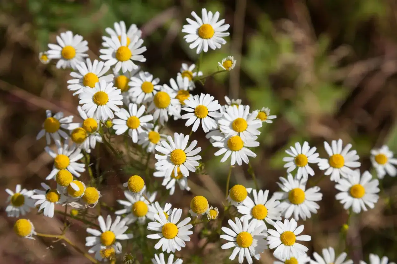 Ein Feld voller Margeriten, die leicht mit Kamille verwechselt werden k&ouml;nnten. Die kleinen, wei&szlig;en Bl&uuml;ten mit gelben Zentren sind zahlreich und bl&uuml;hen in der Sonne.