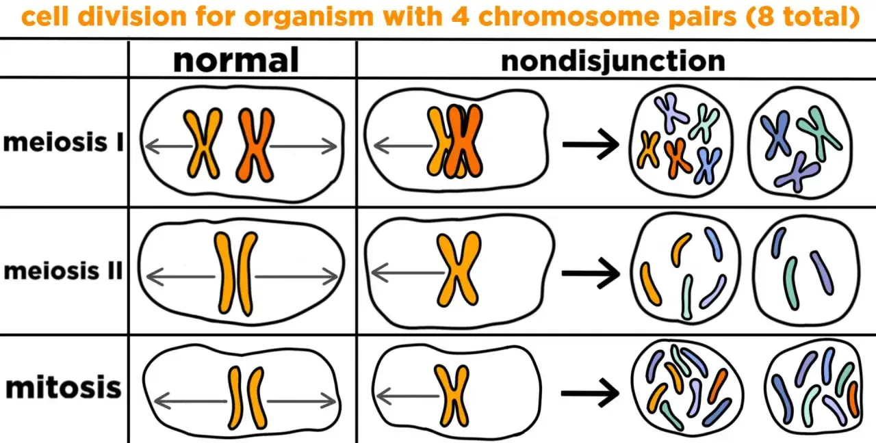 Comparaci&oacute;n de meiosis II normal y con no disyunci&oacute;n. La meiosis II normal separa crom&aacute;tidas hermanas, mientras que la no disyunci&oacute;n resulta en gametos con cromosomas de m&aacute;s o de menos.
