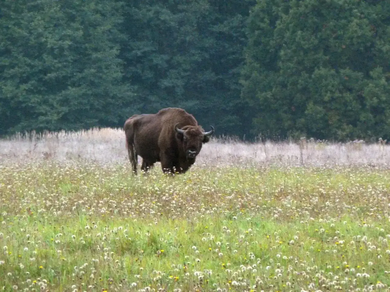 Ein Wisent steht auf einer blumenübersäten Wiese, im Hintergrund dunkler Wald. Ein Symbol für den letzten Urwald Europas.