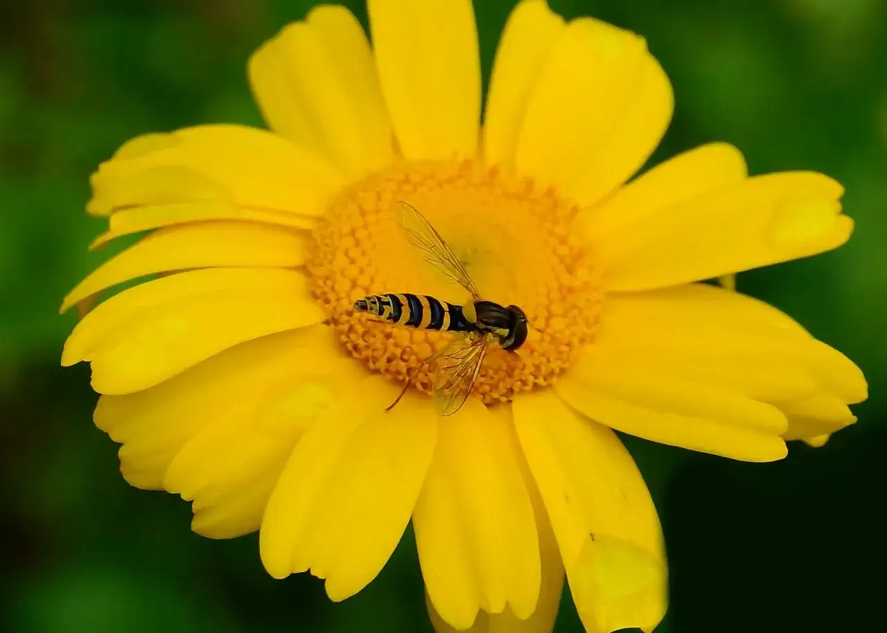 En blomsterfluga med randig kropp sitter p&aring; en gul blomma och pollinerar.