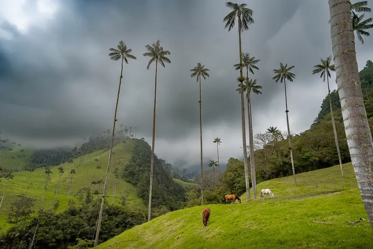 Vallée de Cocora en Colombie, palmiers de cire géants se dressant sous un ciel orageux, chevaux paissant sur une colline verdoyante.
