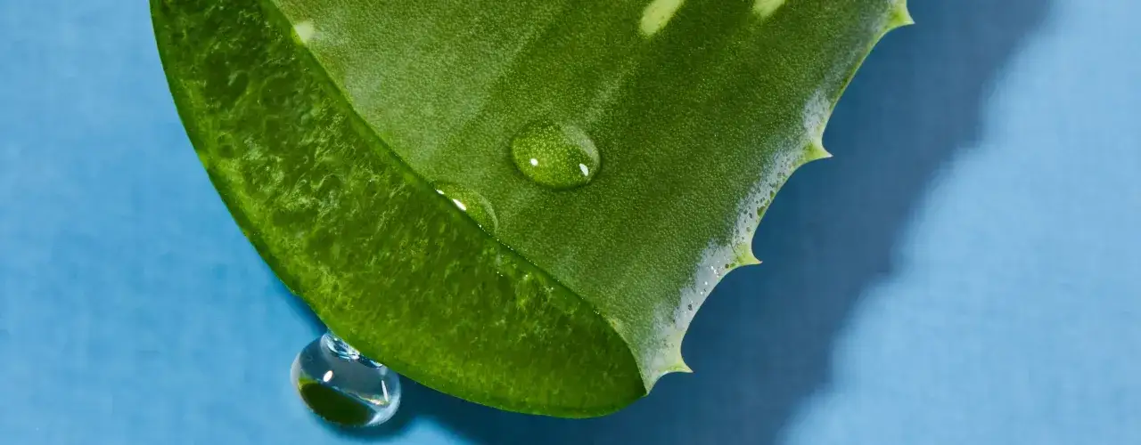 Ein grünes Aloe-Blatt mit Wassertropfen. Der Saft von Aloe barbadensis ist bekannt für seine pflegenden Eigenschaften.